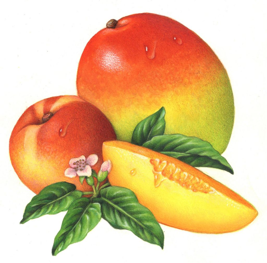 peach mango recipe